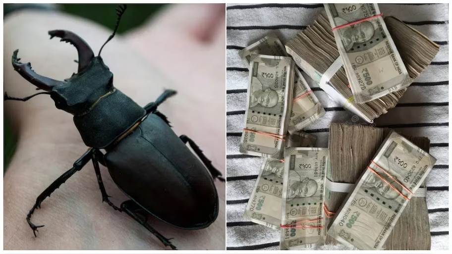 Stag Beetle: ఈ పురుగు మీ ఇంట్లో కోటీశ్వరులు అయినట్టే? లక్కీ పురుగు ధర రూ.75 లక్షలు?