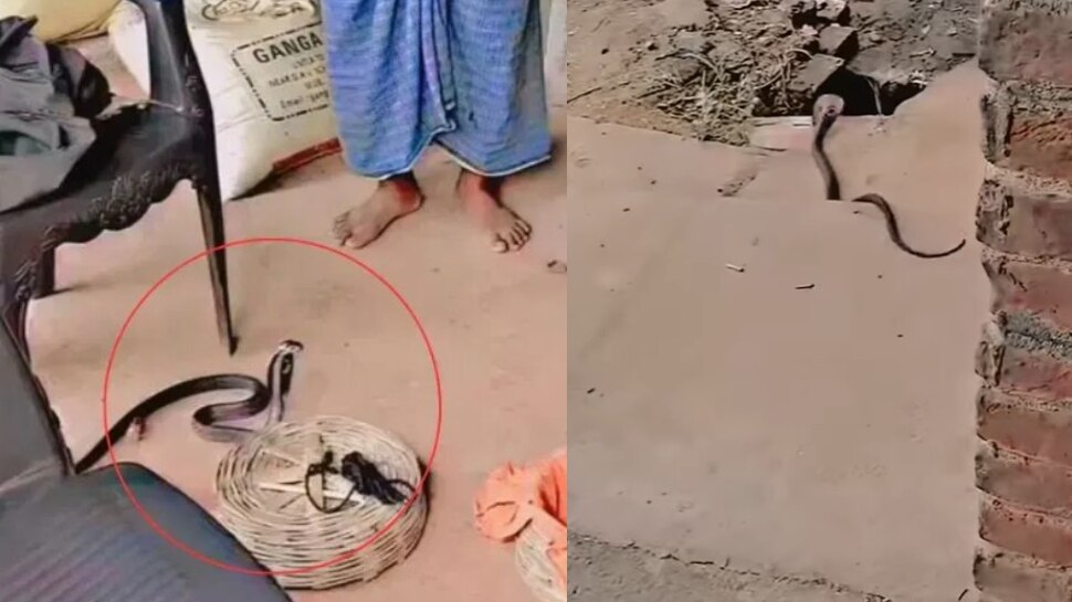 Snake Video: ఇది కదా టాలెంట్ అంటే.. పాముల్ని పట్టే వ్యక్తికే మస్కా కొట్టిన కోబ్రా.. వీడియో చూస్తే పగలబడి నవ్వడం పక్కా..