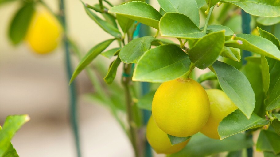 Lemon Leaves: కేవలం నిమ్మకాయలే కాదండోయ్.. వాటి ఆకుల్లోనూ సూపర్ బెనిఫిట్స్ ఉన్నాయ్.. మరి అవేంటో తెలుసుకుందామా..!