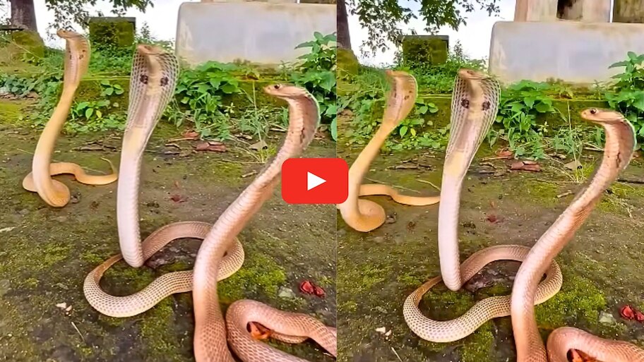 King Cobras Video Watch: వామ్మో.. ఒకే చోట మూడు కింగ్ కోబ్రాలు.. ఏం చేస్తున్నాయో వీడియో చూడండి..