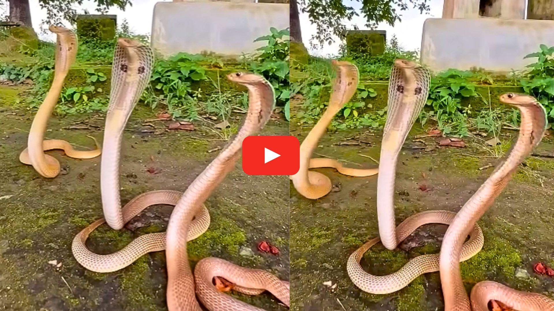 King Cobras Video Watch: వామ్మో.. ఒకే చోట మూడు కింగ్ కోబ్రాలు.. ఏం చేస్తున్నాయో వీడియో చూడండి.. King Cobras Video Watch: వామ్మో.. ఒకే చోట మూడు కింగ్ కోబ్రాలు.. ఏం చేస్తున్నాయో వీడియో చూడండి..