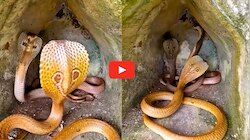 Venomous Cobra Video Watch: వామ్మో.. ఒకే గూడులో మూడు కింగ్ కోబ్రాల భీకర యుద్ధం.. వీడియో ఇదే.. 