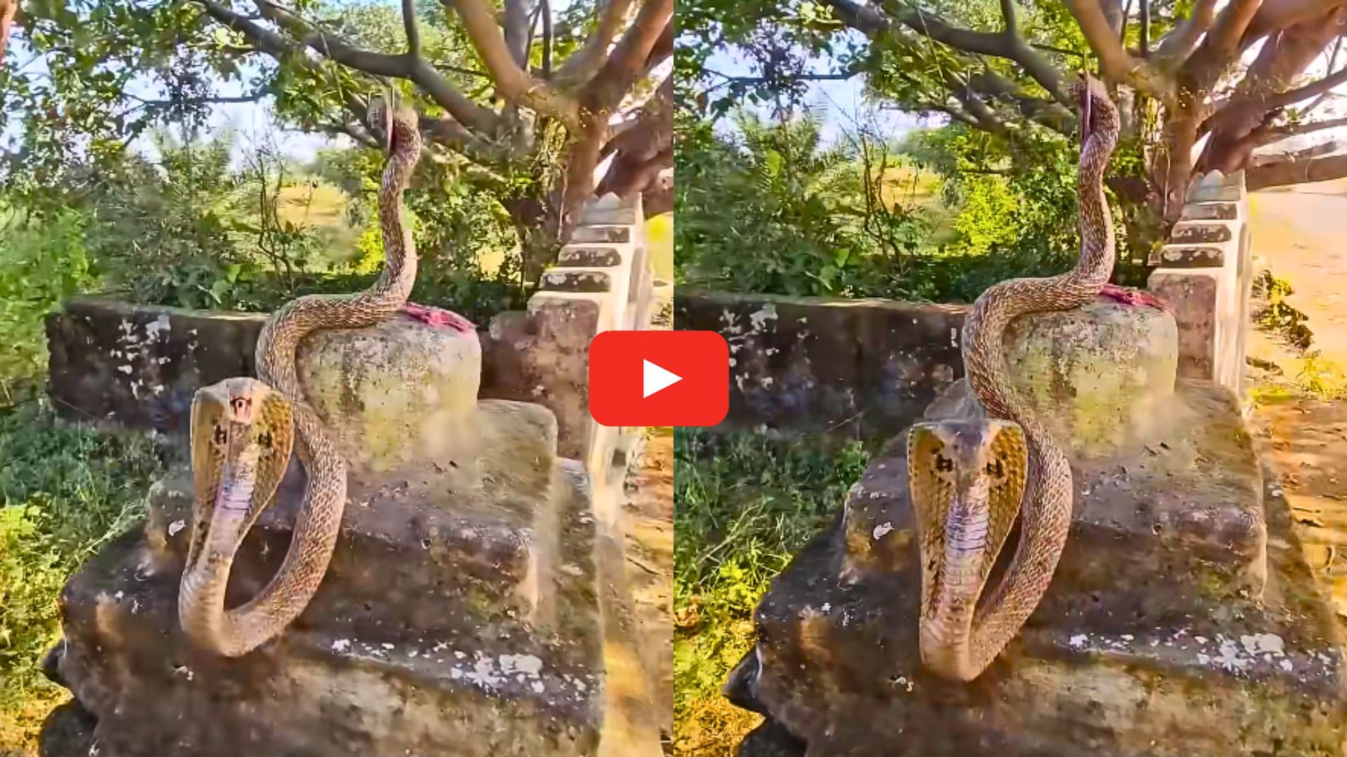 King Cobra Video: చిన్న గుడిపై నాగరాజు పడగవిప్పి సయ్యాట.. సంచలనం సృష్టిస్తున్న వీడియో.. King Cobra Video: చిన్న గుడిపై నాగరాజు పడగవిప్పి సయ్యాట.. సంచలనం సృష్టిస్తున్న వీడియో..