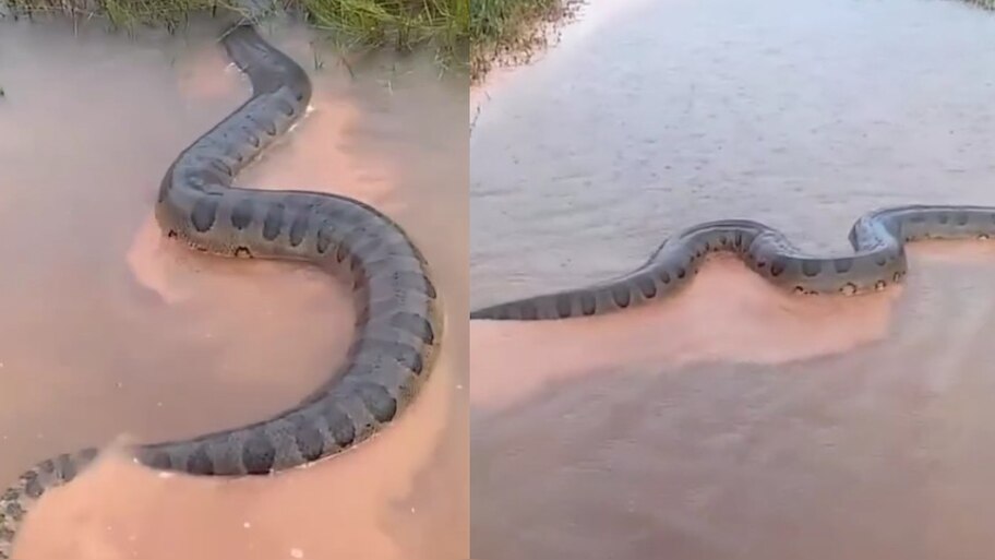 Video Viral: గుండెలు  గుభేల్.!.. చిన్నగా కదులుతూ వర్షంనీళ్లలో రోడ్డు దాటుతున్న భారీ కొండ చిలువ.. వీడియో వైరల్..