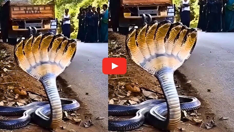 Seven Headed Cobra Video: వామ్మో.. పడగ విప్పి కూర్చున్న ఏడు తలల నాగుపాము.. సంచలనం సృష్టిస్తున్న వీడియో..