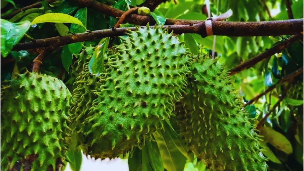 Health Tips: వారెవ్వా.. ఈ ఫ్రూట్ ఒక్కటి తింటే చాలు.. నెవర్ బిఫోర్ అనేలా మీ ఆరోగ్యం మారడం ఖాయం.. ఇంతకీ ఆ పండు ఏంటంటే..!