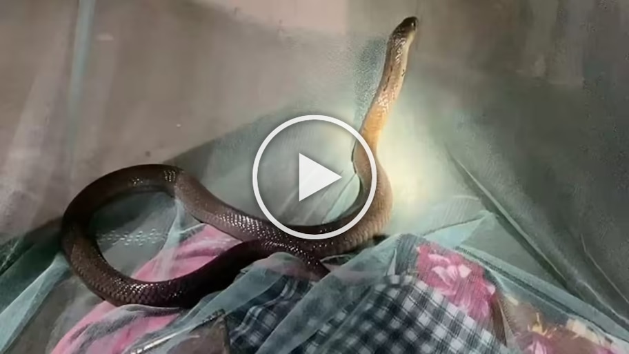 Viral Video: మంచంపైకి ఎక్కిన నాగుపాము.. తెల్లార్లు పాముతో యువకుడు..!!