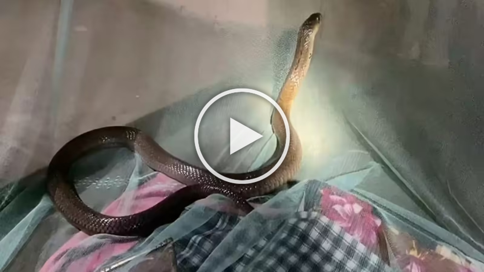 Viral Video: మంచంపైకి ఎక్కిన నాగుపాము.. తెల్లార్లు పాముతో యువకుడు..!! Viral Video: మంచంపైకి ఎక్కిన నాగుపాము.. తెల్లార్లు పాముతో యువకుడు..!!