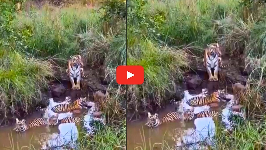 Tiger Cubs Video: వావ్.. నీటిలో ఆడుకుంటున్న క్యూట్ పులి పిల్లలు.. తల్లి పులి ఏం చేస్తుందో చూడండి.. వీడియో..