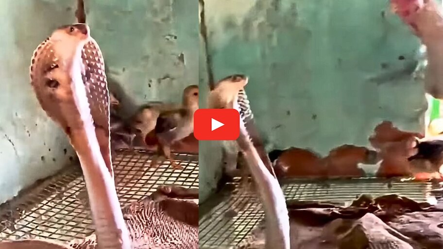 Big Cobra Snake Video: కోడి గూటిలో పాము.. తల్లి కోడి పిల్లలను ఎలా రక్షించిందో చూడండి.. వీడియో..