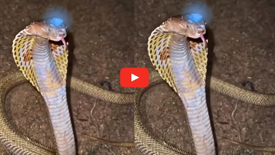 Nagmani Real Video: కింగ్ కోబ్రా తలపై అరుదైన నాగమణి.. ఎలా దగదగా మెరుస్తుందో చూడండి.. వీడియో..