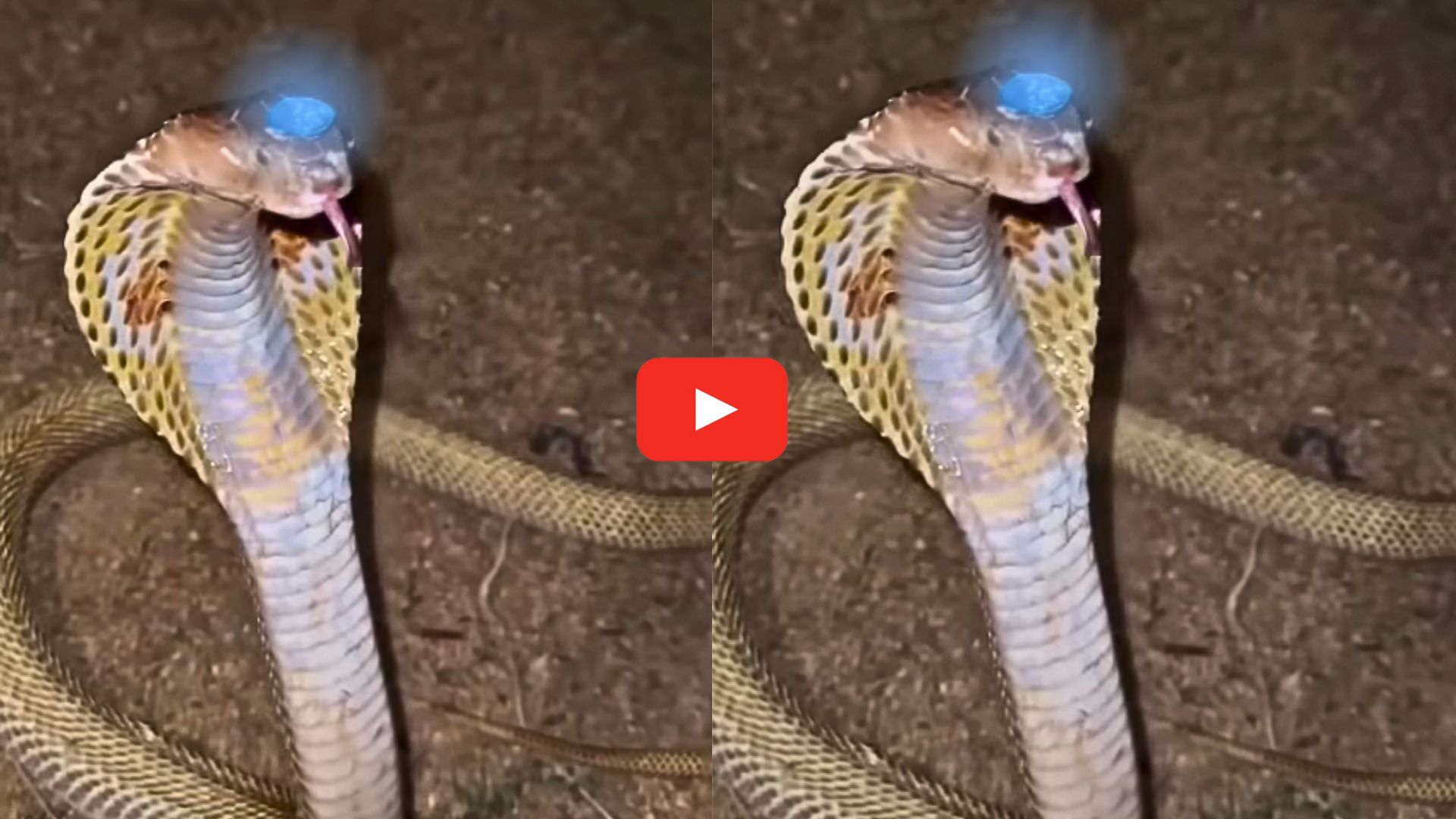 Nagmani Real Video: కింగ్ కోబ్రా తలపై అరుదైన నాగమణి.. ఎలా దగదగా మెరుస్తుందో చూడండి.. వీడియో.. Nagmani Real Video: కింగ్ కోబ్రా తలపై అరుదైన నాగమణి.. ఎలా దగదగా మెరుస్తుందో చూడండి.. వీడియో..