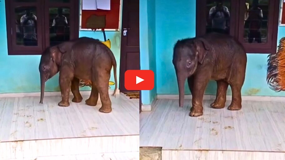 Baby Elephant Video: వావ్.. బడికి వచ్చిన చిన్న ఏనుగు.. వీడియో ఇదే..