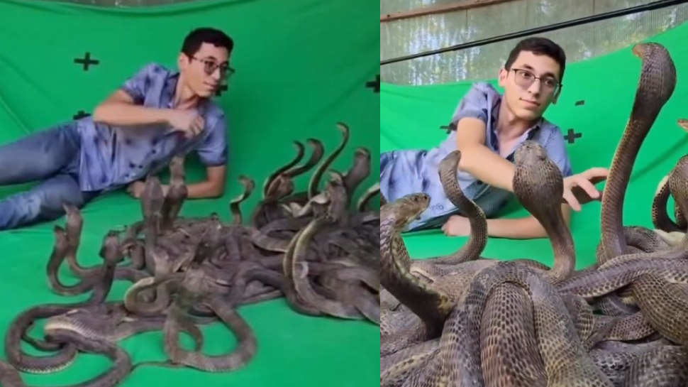 Snake Video: ఏంగుండెరా వాడిదీ.!. కుప్పల కొద్ది పాముల కళ్లలో కళ్లు పెట్టి చూస్తూ అలాంటి పని.. వీడియో చూస్తే షాక్.. Snake Video: ఏంగుండెరా వాడిదీ.!. కుప్పల కొద్ది పాముల కళ్లలో కళ్లు పెట్టి చూస్తూ అలాంటి పని.. వీడియో చూస్తే షాక్..