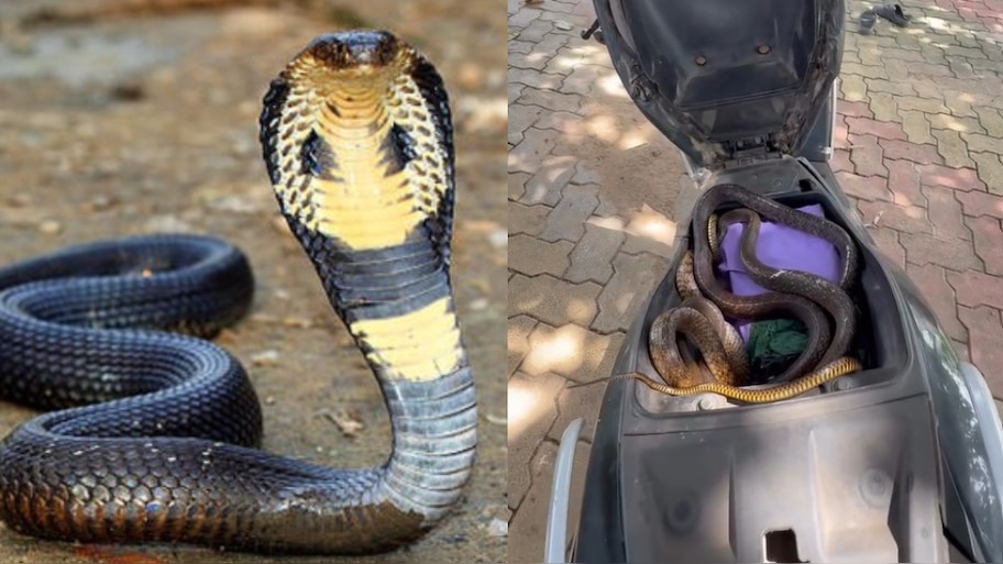  Snake In Scooty Video: వామ్మో.. స్కూటీలో నక్కి కూర్చున్న భారీ నాగు పాము.. నెట్టింట హల్ చల్ చేస్తున్న వీడియో..