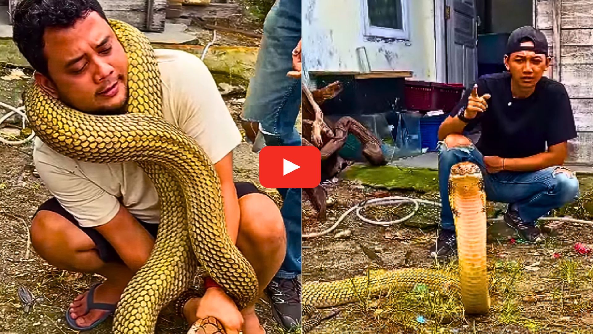 King Cobra Video: వామ్మో.. ఆ యువకుడి మెడకు చుట్టుకున్న 13 అడుగుల కింగ్ కోబ్రా.. వీడియో ఇదే..