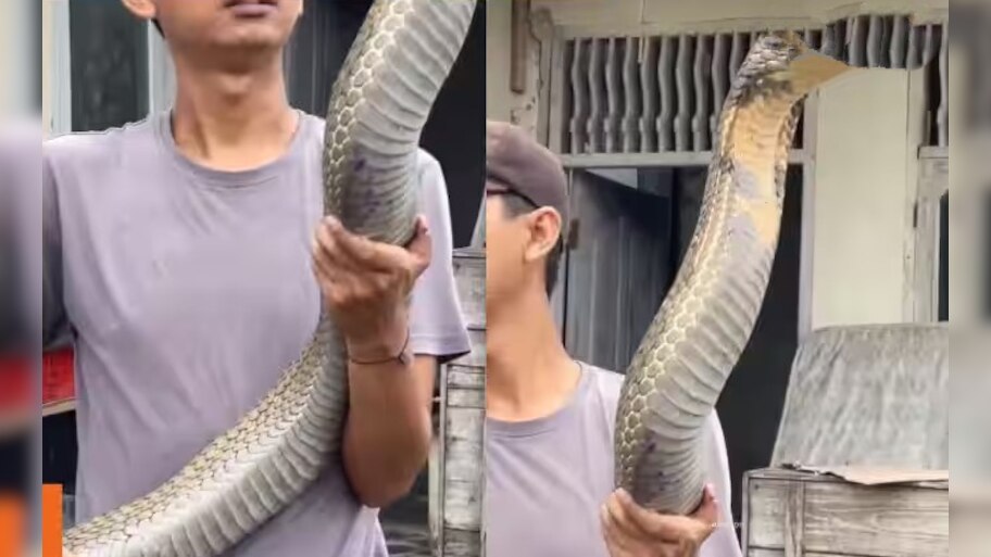 Snake Video: మనిషి పైకి ఎక్కిన 18 అడుగుల భయంకరమైన త్రాచుపాము..ఏనుగైనా ఒక్క కాటుతో చనిపోతుంది!