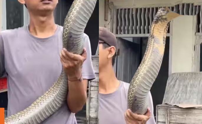 Snake Video: మనిషి పైకి ఎక్కిన 18 అడుగుల భయంకరమైన త్రాచుపాము..ఏనుగైనా ఒక్క కాటుతో చనిపోతుంది! Snake Video: మనిషి పైకి ఎక్కిన 18 అడుగుల భయంకరమైన త్రాచుపాము..ఏనుగైనా ఒక్క కాటుతో చనిపోతుంది!