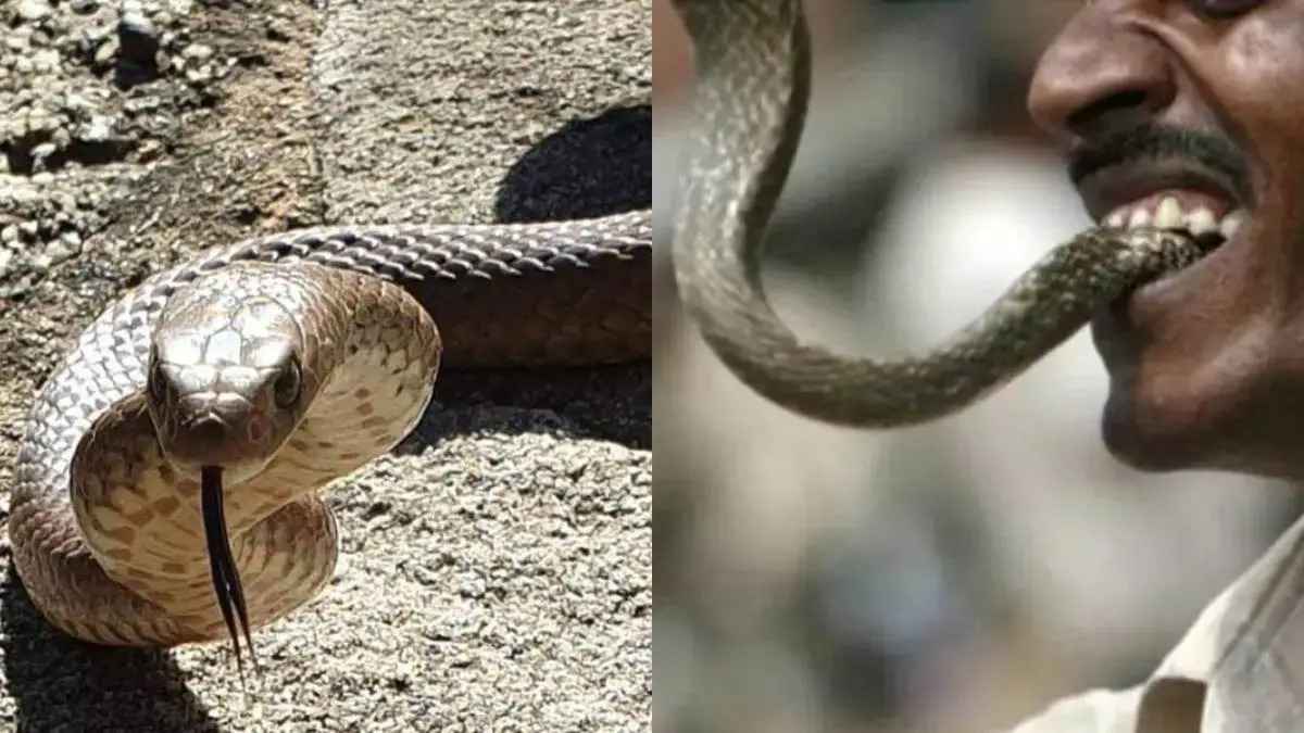 Snake Bite: చనిపోయన పాము కూడా కాటేస్తుందా? ఇదే నిజమైన సాక్ష్యం! Snake Bite: చనిపోయన పాము కూడా కాటేస్తుందా? ఇదే నిజమైన సాక్ష్యం!