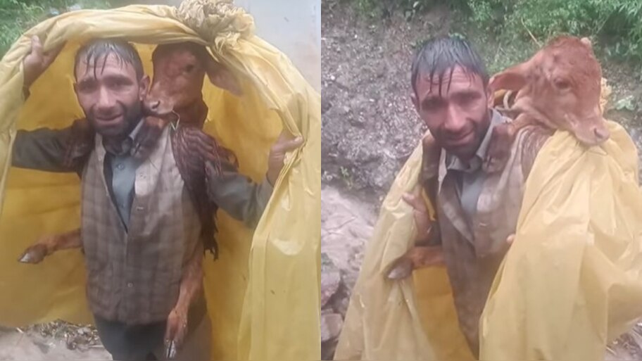 Video Viral: హ్యట్సాఫ్ భయ్యా.. లేగ దూడ కోసం వ్యక్తి సాహాసం.. భారీ వర్షంను కూడా లెక్క చేయకుండా.. వీడియో వైరల్..