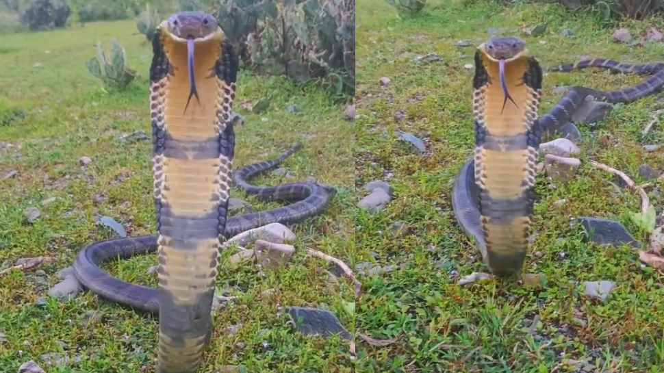 King Cobra Attack Video: నన్నే డిస్టర్బ్ చేస్తావా..?.. భారీ కింగ్ కోబ్రా ఎంత వైలెంట్గా దాడి చేసిందో తెలుసా..?.. వీడియో చూస్తే సుస్సుపక్కా.!. King Cobra Attack Video: నన్నే డిస్టర్బ్ చేస్తావా..?.. భారీ కింగ్ కోబ్రా ఎంత వైలెంట్గా దాడి చేసిందో తెలుసా..?.. వీడియో చూస్తే సుస్సుపక్కా.!.