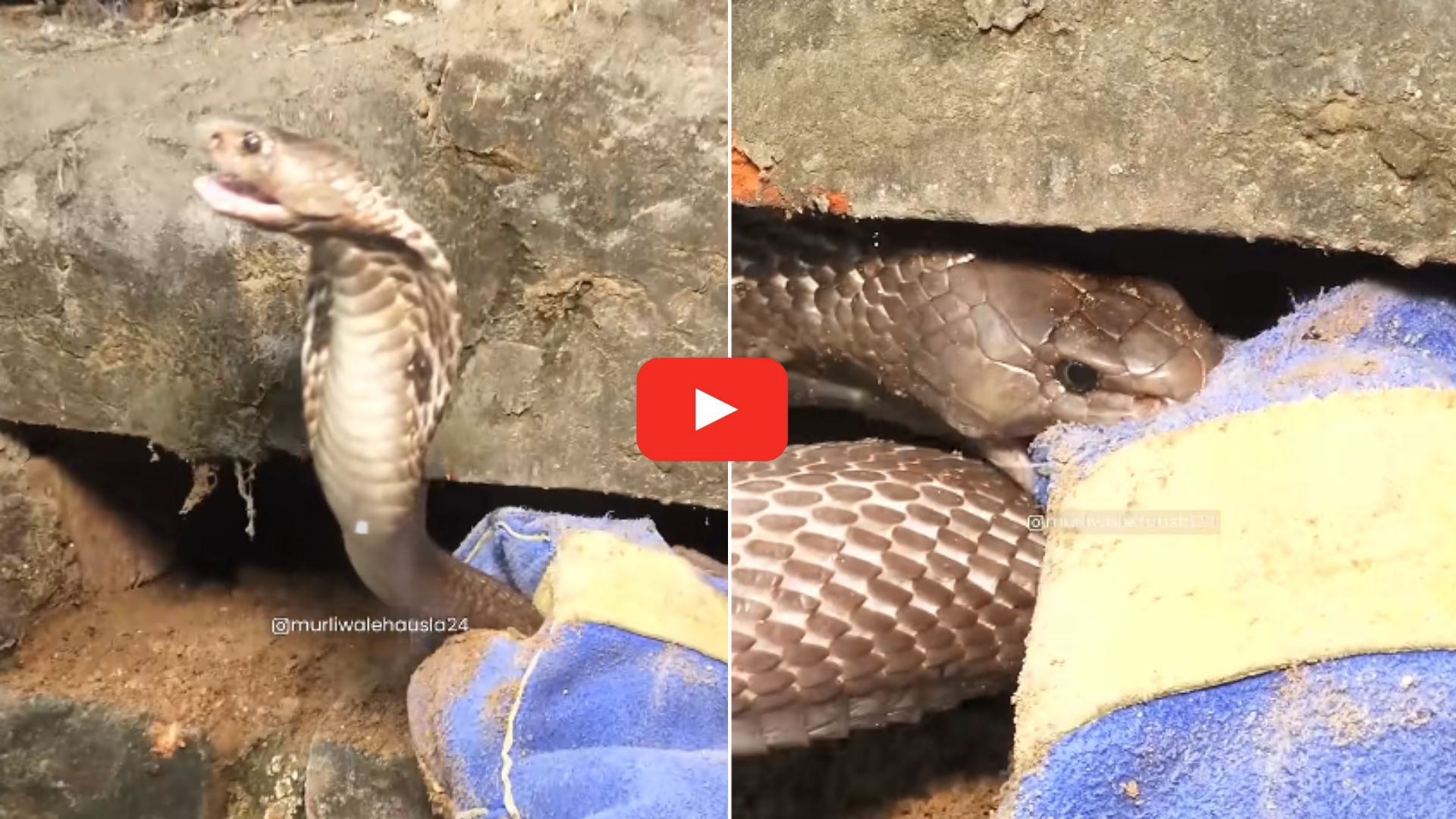 Snake Video Watch: ఇటుకల గోడను పగలగొట్టి.. నాగుపామును బయటకు తీసిన స్నేక్ క్యాచర్.. వీడియో.. Snake Video Watch: ఇటుకల గోడను పగలగొట్టి.. నాగుపామును బయటకు తీసిన స్నేక్ క్యాచర్.. వీడియో..