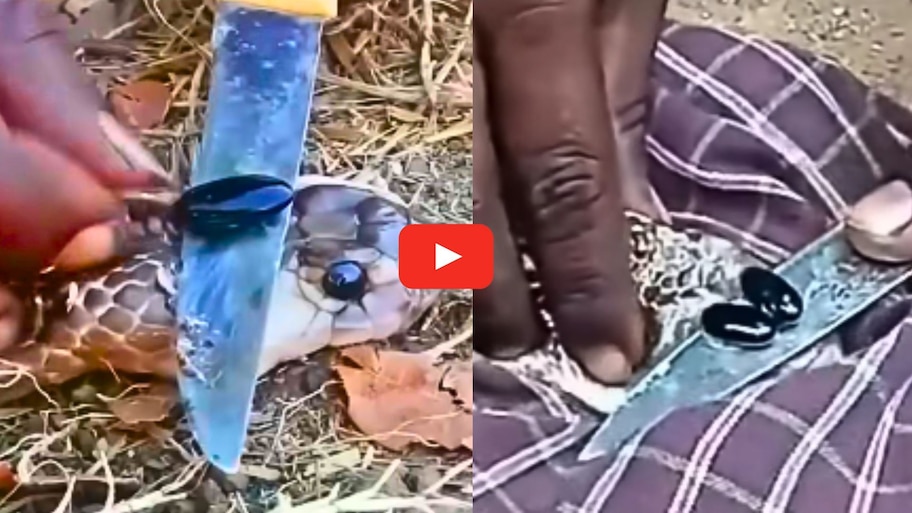 Nagamani Stone Video Watch: నాగు పాముల తలలను కోసి నాగమణి విక్రయాలు.. వీడియో..