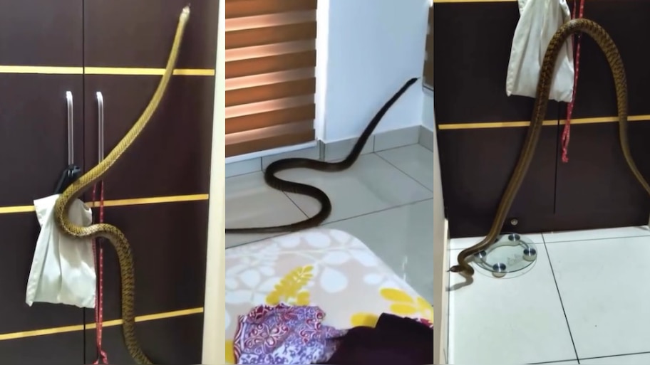 Snake Video: వామ్మో.. బెడ్ రూమ్‌లో దూరిన భారీ నాగు పాము.. గోడల మీద ఎక్కుతూ హల్ చల్..  వీడియో వైరల్..