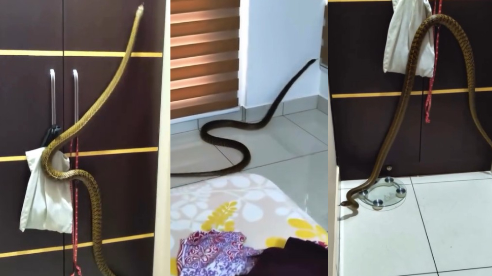 Snake Video: వామ్మో.. బెడ్ రూమ్లో దూరిన భారీ నాగు పాము.. గోడల మీద ఎక్కుతూ హల్ చల్.. వీడియో వైరల్.. Snake Video: వామ్మో.. బెడ్ రూమ్లో దూరిన భారీ నాగు పాము.. గోడల మీద ఎక్కుతూ హల్ చల్.. వీడియో వైరల్..