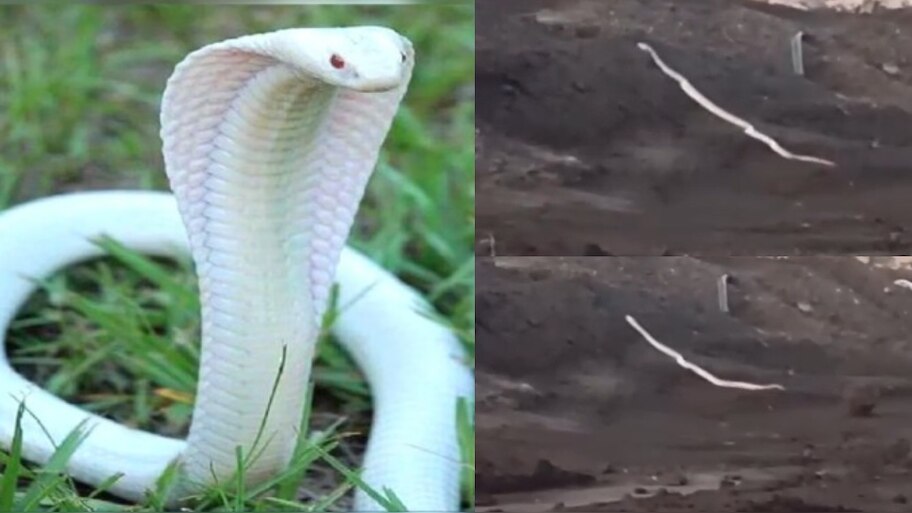 White Colour Snake Video: గుండెలు గుభేల్.!. నల్లని బొగ్గు గనుల్లో 15 అడుగుల తెల్లని శ్వేత నాగు పాము.. అరుదైన వీడియో.. 