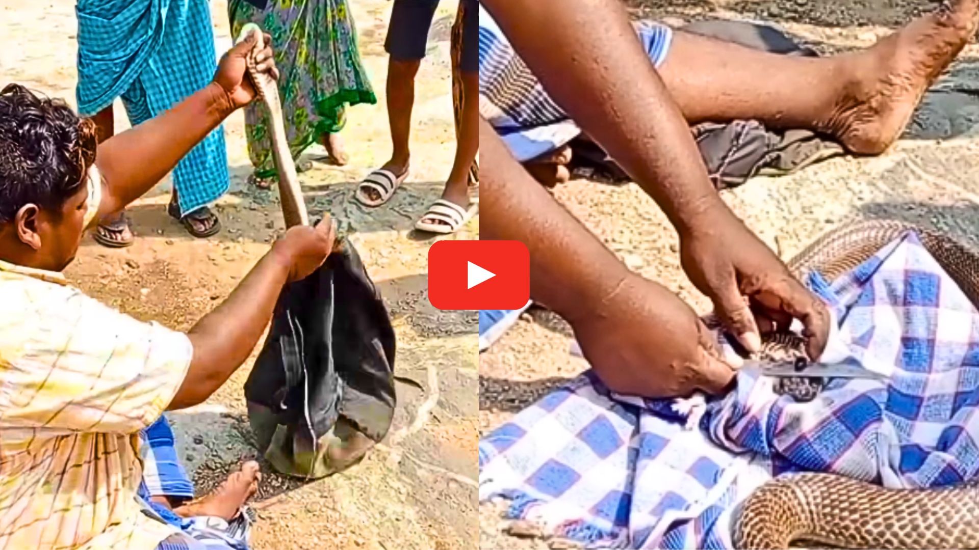 Nagamani Real Video Watch: బ్యాగ్‌లో నుంచి పాములు తీసి.. తలను ముక్కలు చేసి నాగమణి బయటి తీశారు.. వీడియో..
