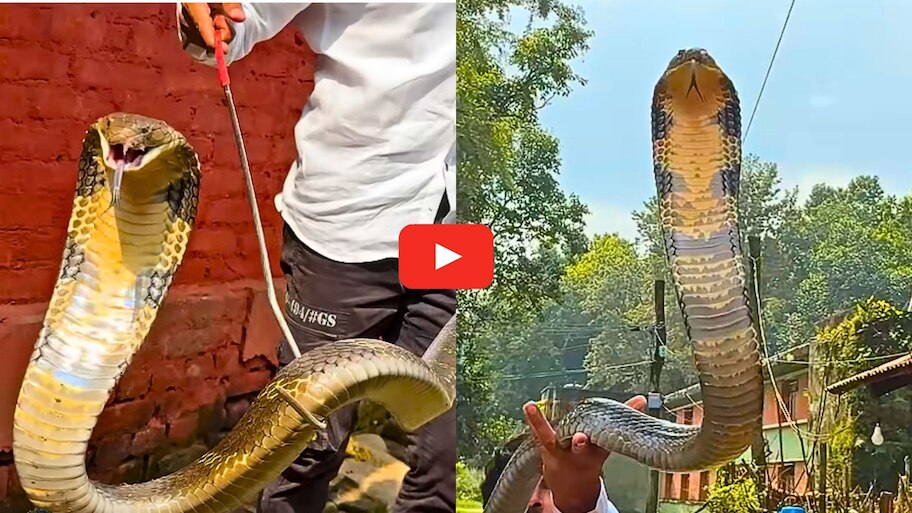 King Cobra Video Watch: వామ్మో.. యాక్టివ్‌ కింగ్ కోబ్రాని పట్టుకున్నారో చూడండి.. చూస్తే భయమేస్తోంది..