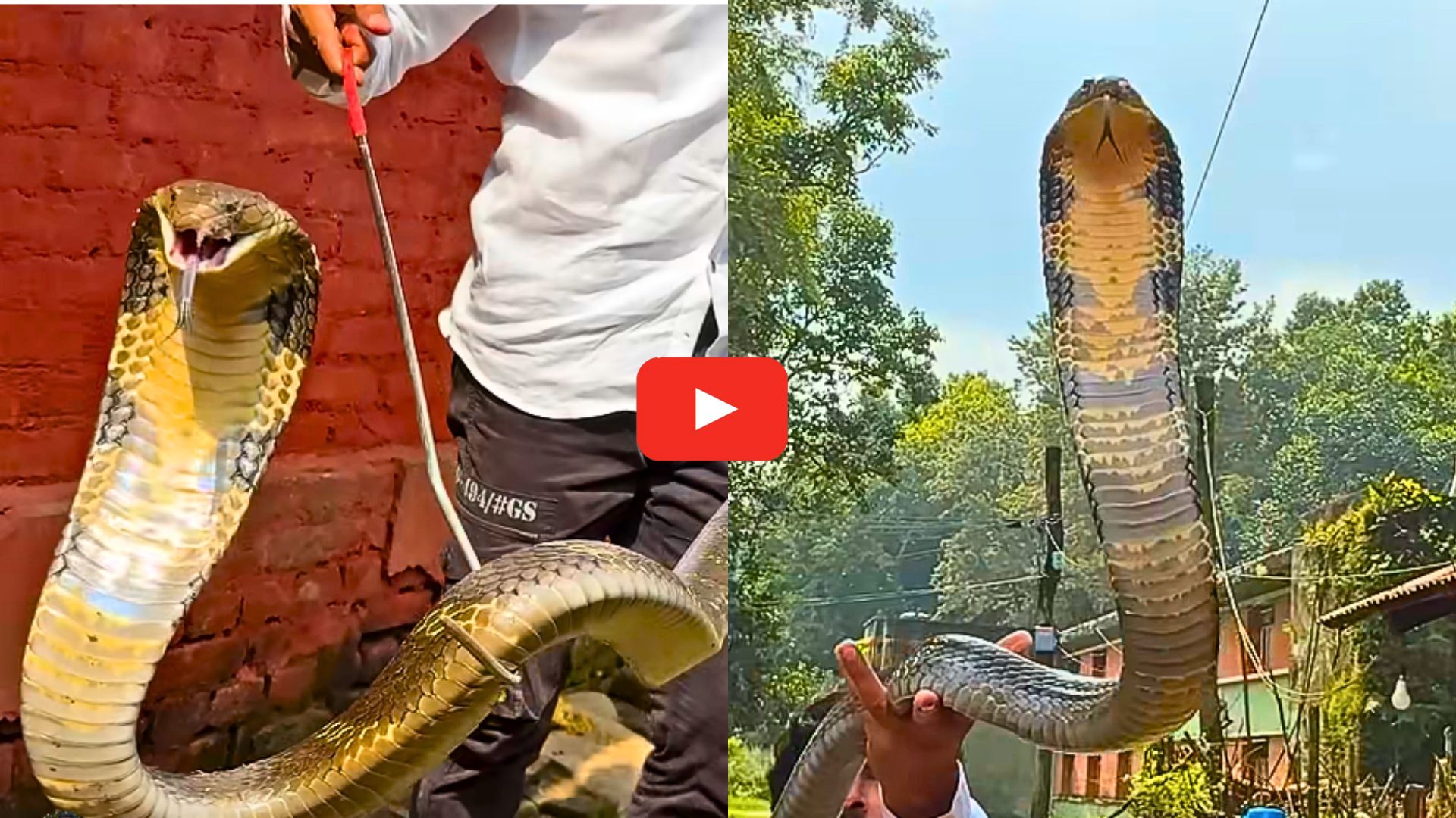King Cobra Video Watch: వామ్మో.. యాక్టివ్ కింగ్ కోబ్రాని పట్టుకున్నారో చూడండి.. చూస్తే భయమేస్తోంది.. King Cobra Video Watch: వామ్మో.. యాక్టివ్ కింగ్ కోబ్రాని పట్టుకున్నారో చూడండి.. చూస్తే భయమేస్తోంది..