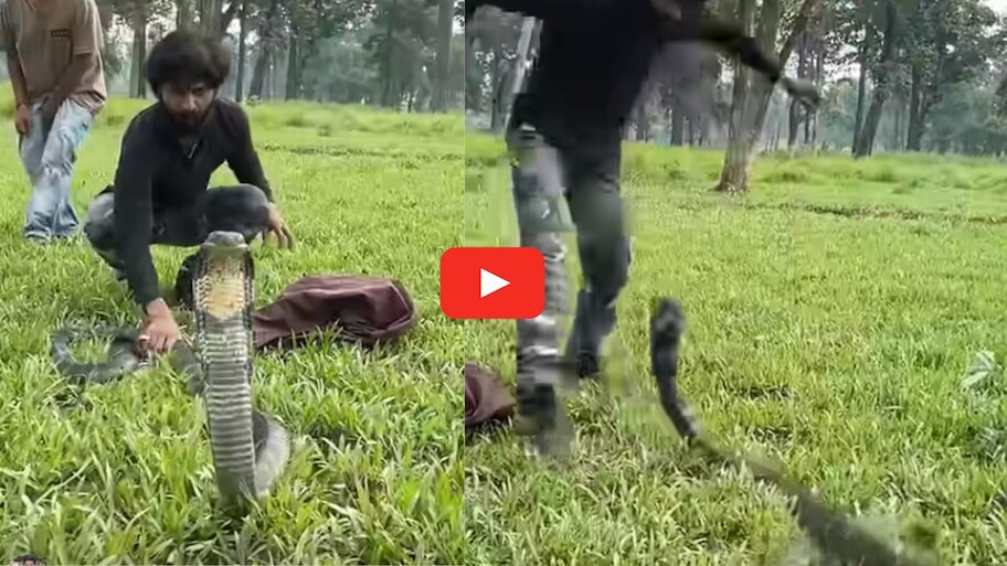 Cobra Bite Video: వామ్మో జస్ట్ మిస్.. అర నిమిషం లేటైన ఆ నాగుపాము కాటేసి ఉండేది.. వీడియో..