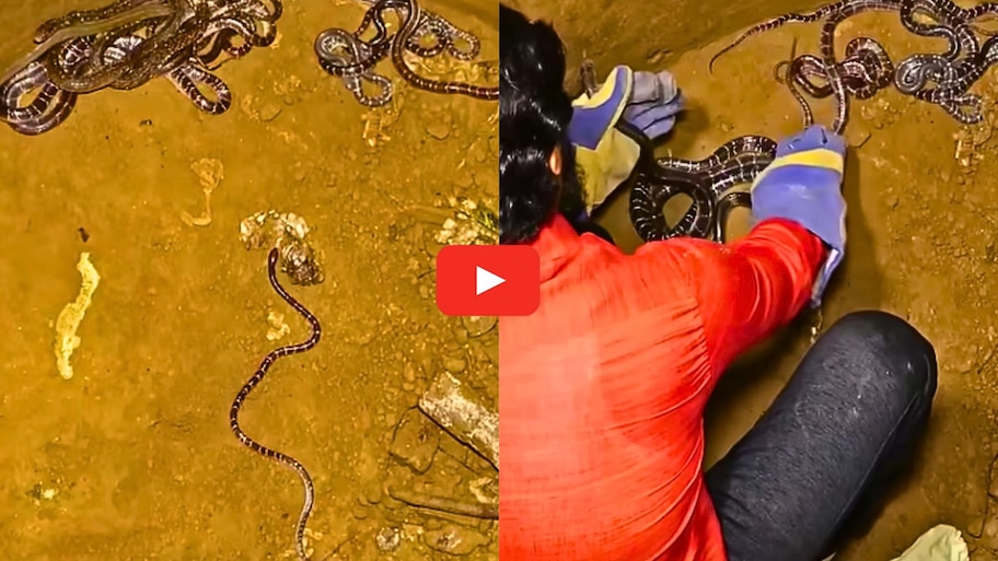 Snakes Video: పాడుబడ్డ బావిలో వందలాది పాములు.. ఎలా పట్టుకున్నారో తెలుసా? వీడియో చూడాల్సిందే..