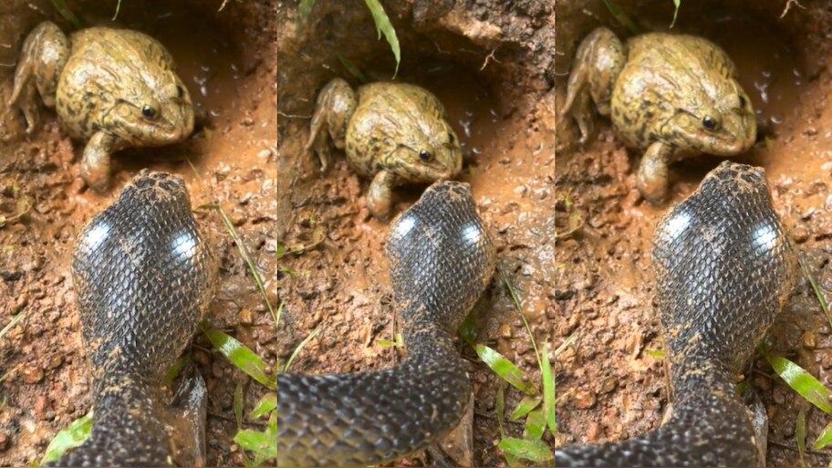 Cobra VS Frog Video: నువ్వు బుసలు కొడితే నాకేంటీ..?.. పాముకే సుస్సు పోయించిన కప్ప.. వీడియో వైరల్..