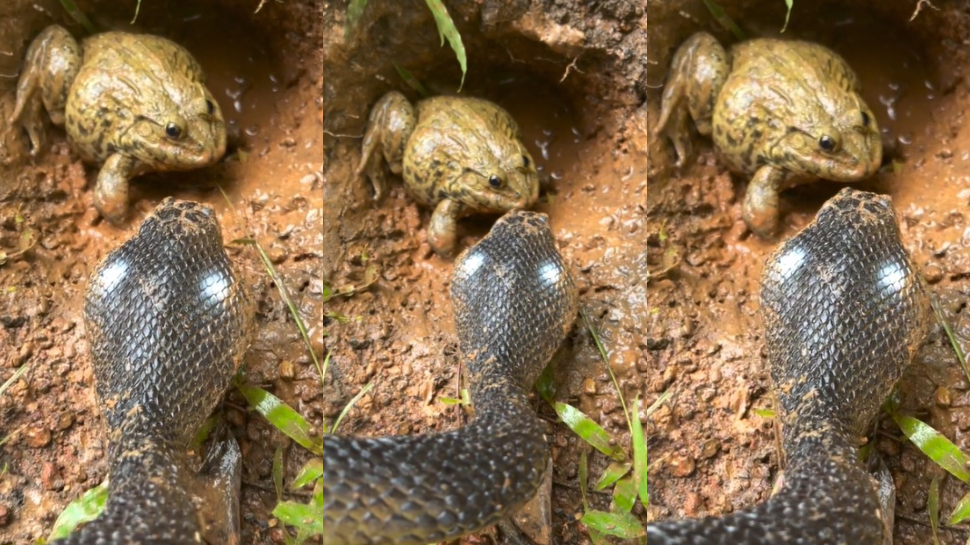 Cobra VS Frog Video: నువ్వు బుసలు కొడితే నాకేంటీ..?.. పాముకే సుస్సు పోయించిన కప్ప.. వీడియో వైరల్.. Cobra VS Frog Video: నువ్వు బుసలు కొడితే నాకేంటీ..?.. పాముకే సుస్సు పోయించిన కప్ప.. వీడియో వైరల్..