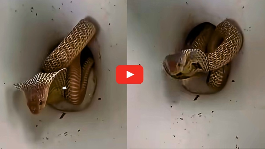 Cobra Video: వామ్మె.. టాయిలెట్ కమోడ్‌లో పడగ విప్పి కూర్చున్న నాగుపాము.. వీడియో..