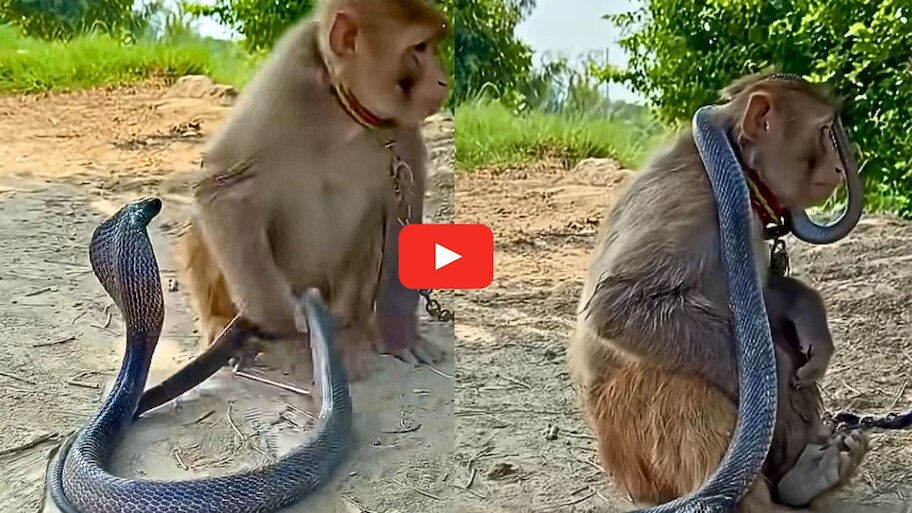 Black Cobra Video: వామ్మో.. పాకుతూ కోతి మెడలోకి వెళ్లిన నల్ల నాగుపాము.. అరుదైన వీడియో..