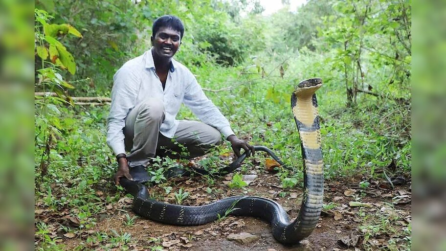 Snake Video: పాముకి వైద్యం చేసి కాపాడాడు..చివరికి ఆ పాము అతడ్ని మింగేసింది!
