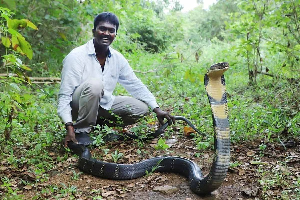 Snake Video: పాముకి వైద్యం చేసి కాపాడాడు..చివరికి ఆ పాము అతడ్ని మింగేసింది! Snake Video: పాముకి వైద్యం చేసి కాపాడాడు..చివరికి ఆ పాము అతడ్ని మింగేసింది!
