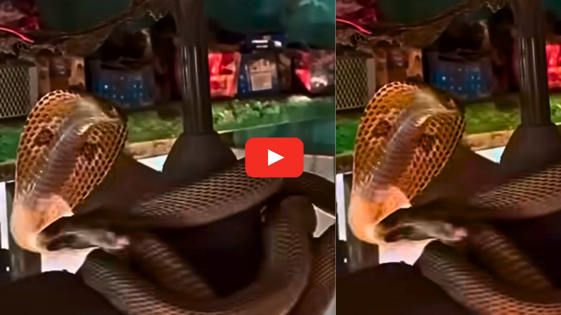 Cobra Snake video: వామ్మో.. సీలింగ్ ఫ్యాన్కు చుట్టుకొని ఉన్న నాగుపాము.. జనాలు జర జాగ్రత్త.. వీడియో.. Cobra Snake video: వామ్మో.. సీలింగ్ ఫ్యాన్కు చుట్టుకొని ఉన్న నాగుపాము.. జనాలు జర జాగ్రత్త.. వీడియో..