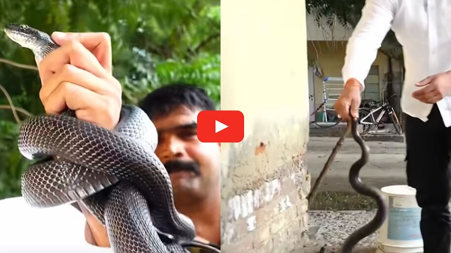 Black Cobra Rescue Video: వామ్మో.. సెకండ్ లేటైన నల్ల నాగుపాము కాటేసి ఉండేది.. ఈ అరుదైన వీడియో మీకోసమే..