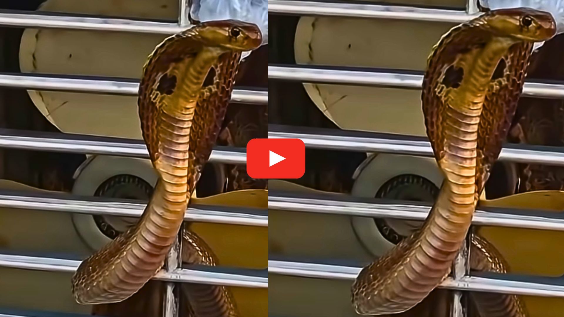 Cobra Video: వామ్మో.. ఎయిర్ కూలర్లో నాగుపాము.. పడగ విప్పి ఎలా చూస్తుందో చూడండి.. వీడియో.. Cobra Video: వామ్మో.. ఎయిర్ కూలర్లో నాగుపాము.. పడగ విప్పి ఎలా చూస్తుందో చూడండి.. వీడియో..