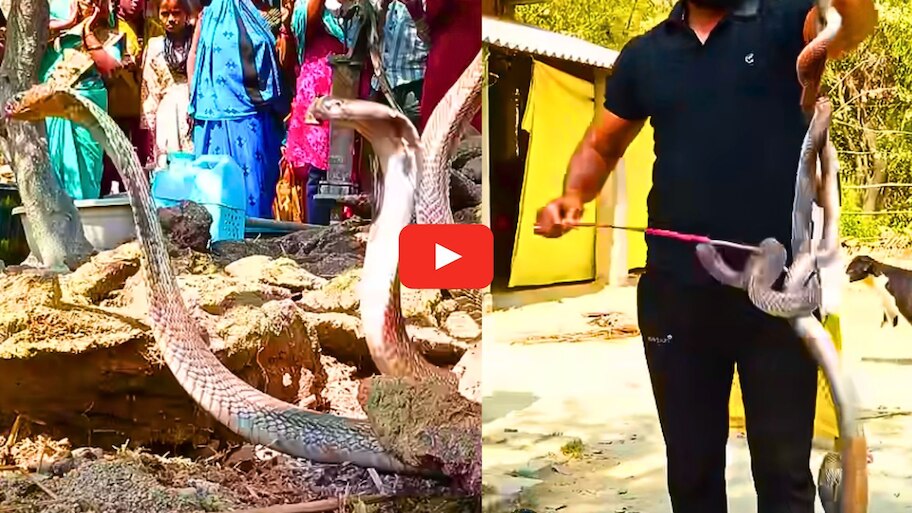 Snake Video: నువ్వు దేవుడు సామీ.. ఒకే చేతితో రెండు నాగుపాములను పట్టుకున్న స్నేక్ క్యాచర్.. వీడియో..