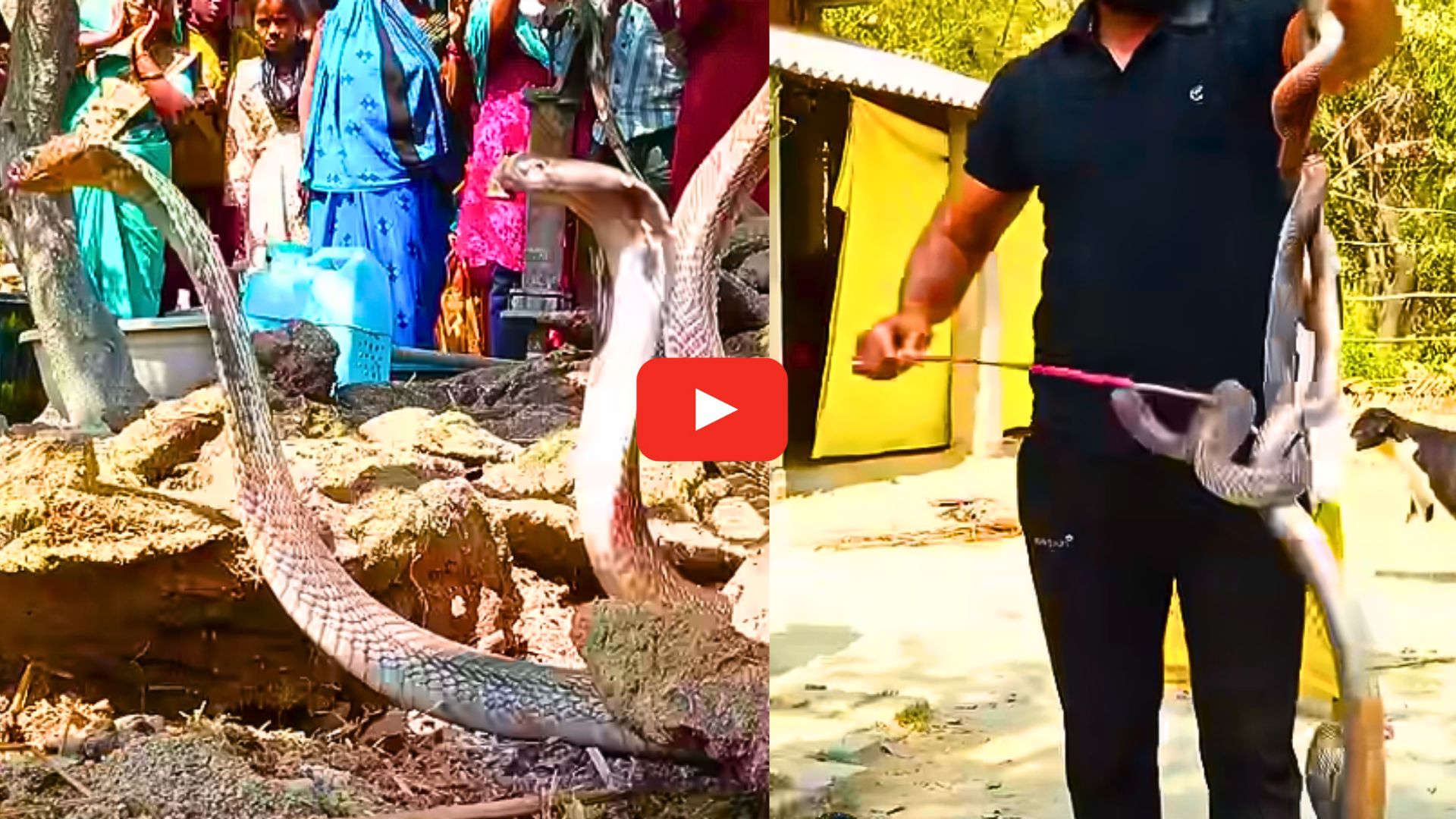 Snake Video: నువ్వు దేవుడు సామీ.. ఒకే చేతితో రెండు నాగుపాములను పట్టుకున్న స్నేక్ క్యాచర్.. వీడియో.. Snake Video: నువ్వు దేవుడు సామీ.. ఒకే చేతితో రెండు నాగుపాములను పట్టుకున్న స్నేక్ క్యాచర్.. వీడియో..