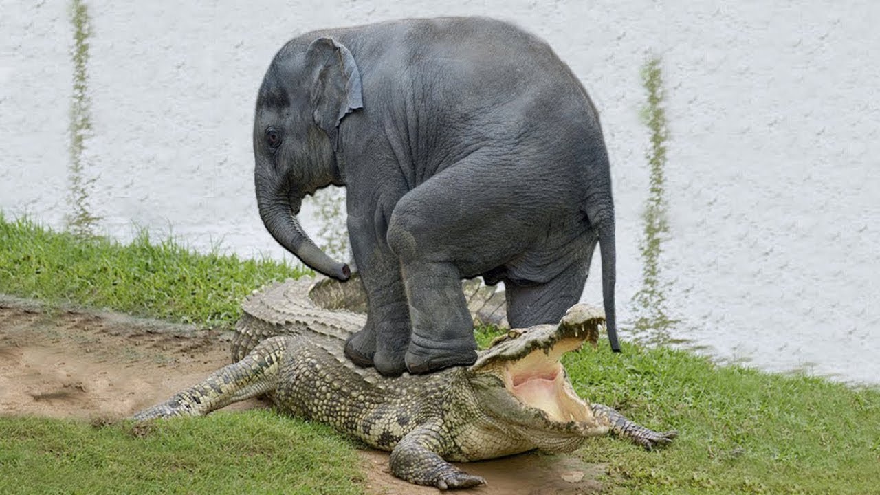 Crocodile Elephant Fight: నీటిలో ఏనుగు, మొసలి భీకర యుద్ధం..ఎవరు గెలిచారంటే? Crocodile Elephant Fight: నీటిలో ఏనుగు, మొసలి భీకర యుద్ధం..ఎవరు గెలిచారంటే?