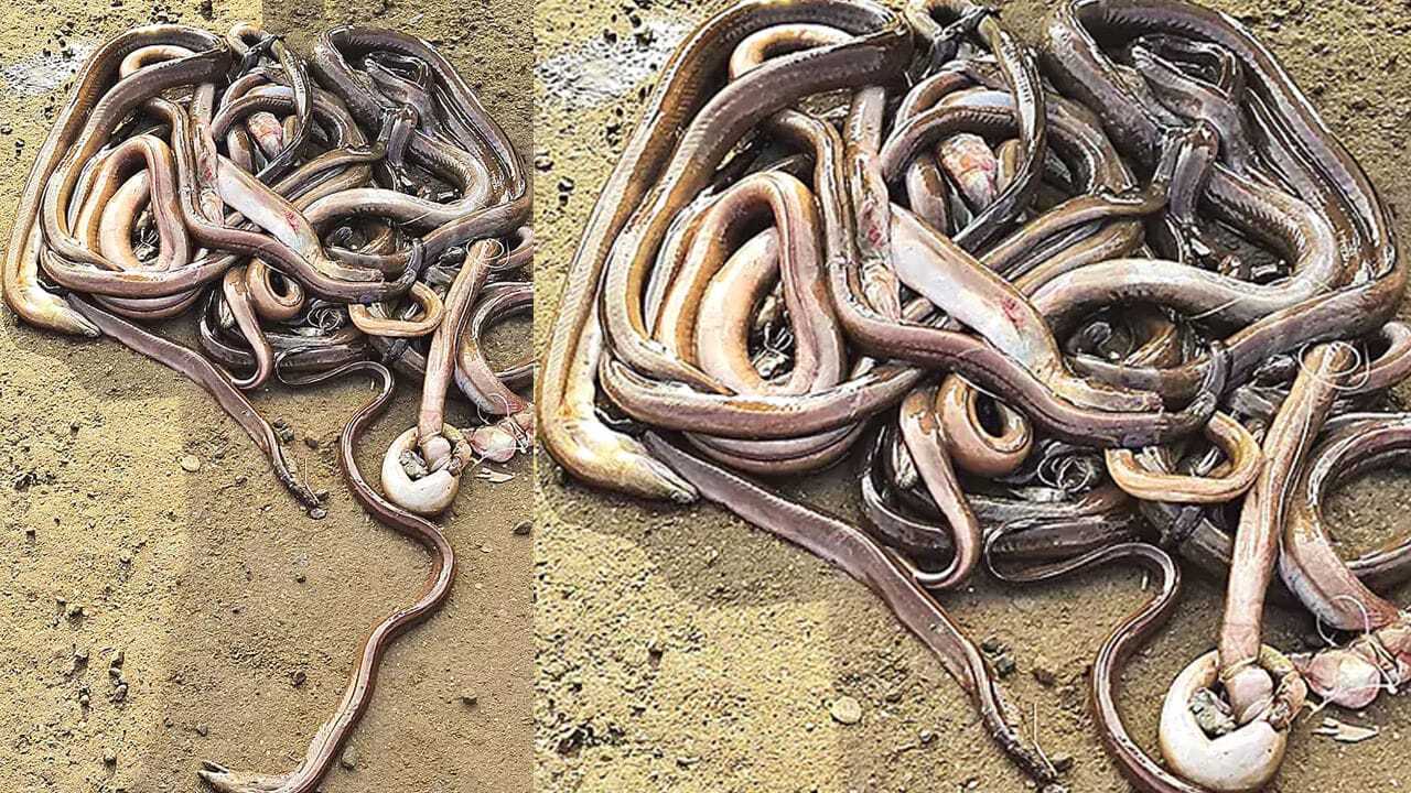 eel Fish Price: చేపల వేటకు వెళ్తే వల నిండా పెద్దపెద్ద పాములు? కాకినాడలో వింతైన రూపం చూసి అవాక్కైన ప్రజలు! eel Fish Price: చేపల వేటకు వెళ్తే వల నిండా పెద్దపెద్ద పాములు? కాకినాడలో వింతైన రూపం చూసి అవాక్కైన ప్రజలు!