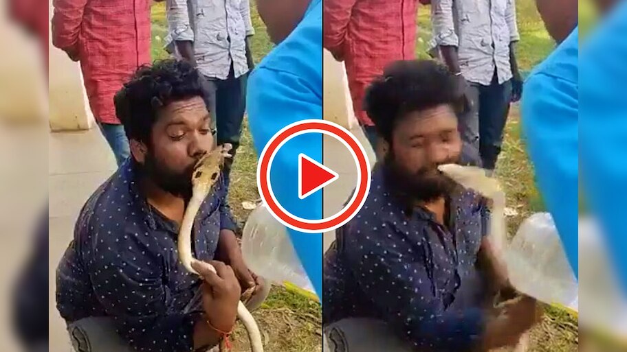 Snake Video: మనిషి ముఖాన్ని దారుణంగా కొరికేసిన నల్లత్రాచు పాము..ముఖం నిండుగా పాము గాట్లు!