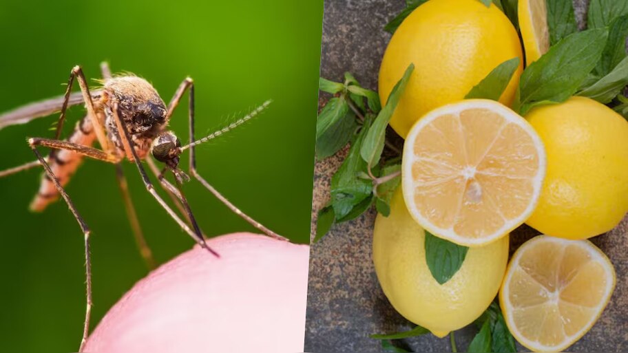 Mosquito Repellent: నిమ్మకాయతో పంబరేపే చిట్కా..ఇంట్లోకి ఒక్క దోమ కూడా రాదు!